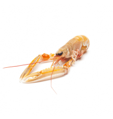 Langoustine Entiere Crue