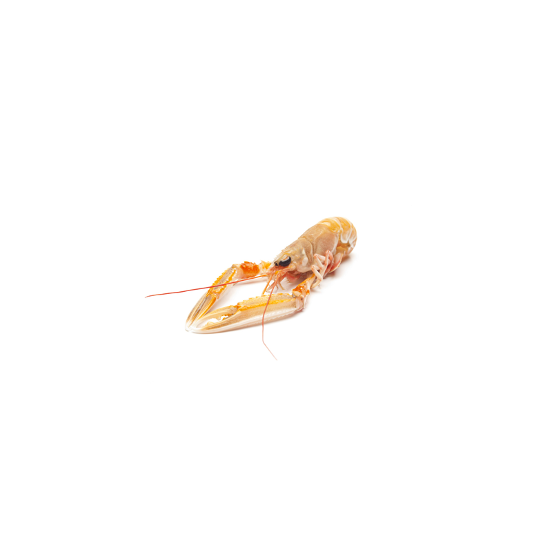 Langoustine Entiere Crue Langoustine Entiere Crue