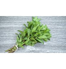Menthe