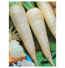 Navet Long/Radis blanc