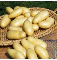 Pomme de Terre Amandine