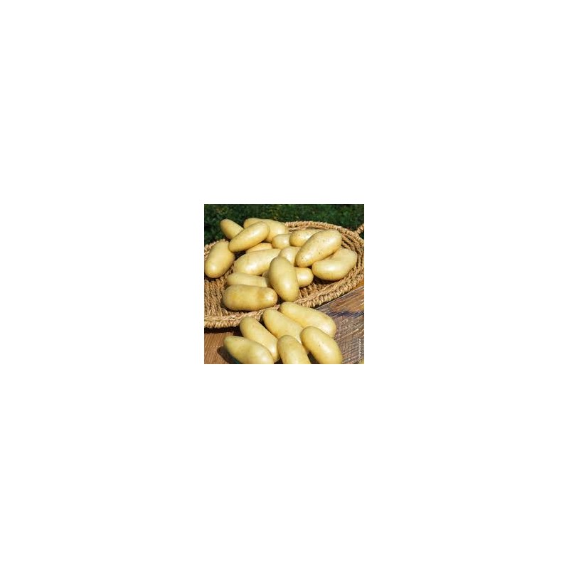 Pomme de Terre Amandine Pomme de Terre Amandine