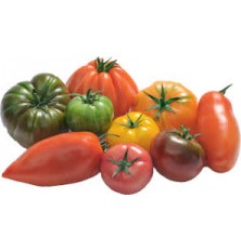 Tomate d’antan