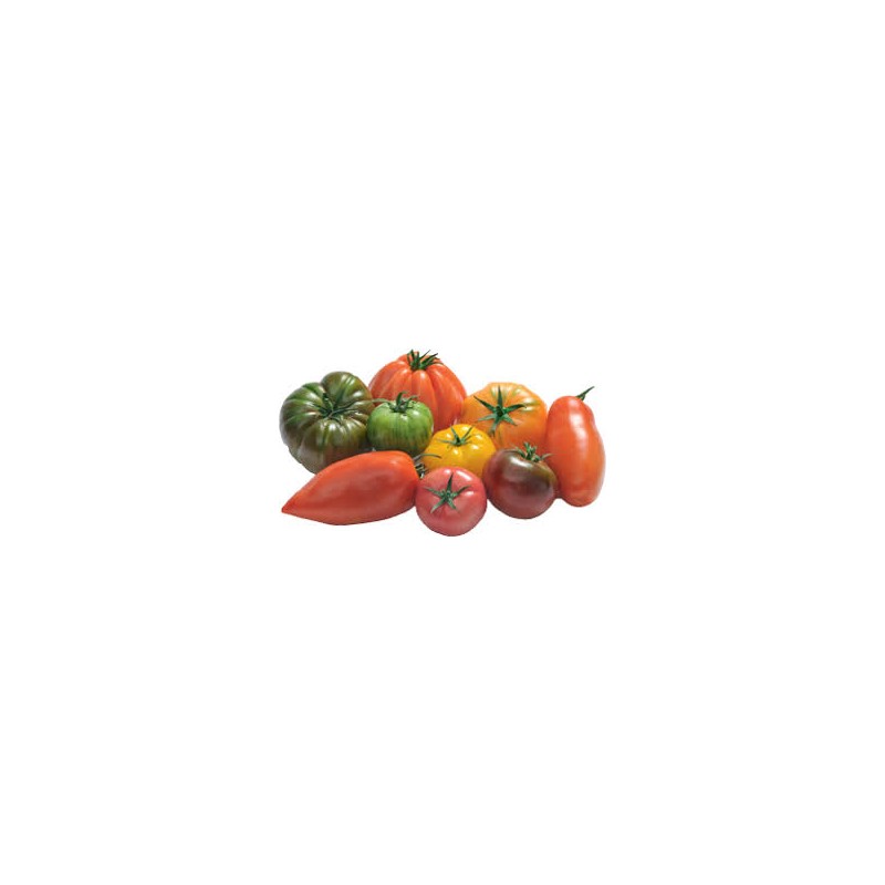 Tomate d’antan Tomate d’antan