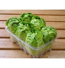 Salade Coeur De Sucrine