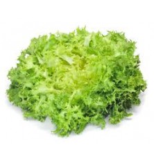 Salade Frisée