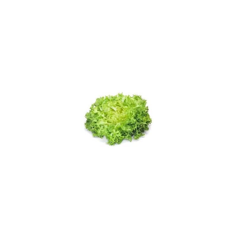 Salade Frisée Salade Frisée