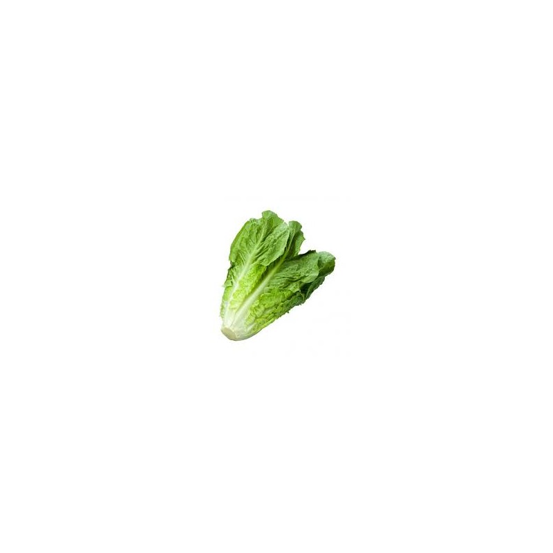 Salade Romaine Salade Romaine