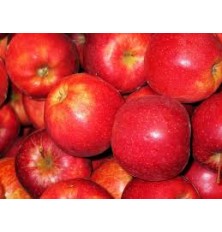 Pomme Rouge royal Gala