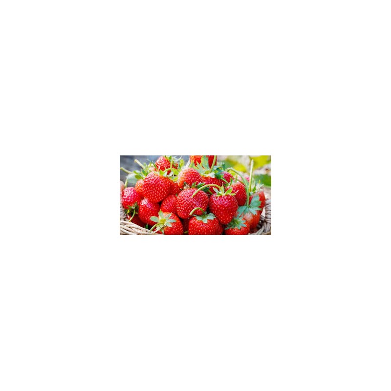 Fraises Fraises
