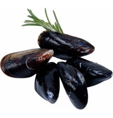 Moule d'Espagne  Elevage