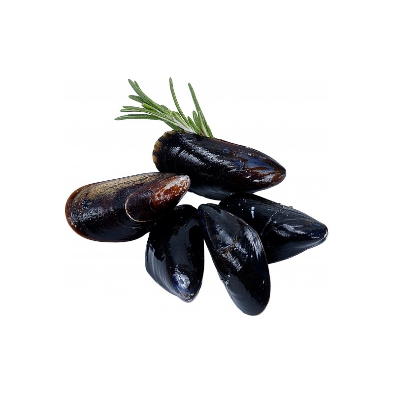 Moule d'Espagne Elevage Moule d'Espagne Elevage