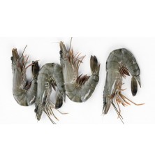 Crevettes Tigrées  Entieres Crues