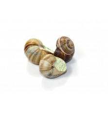 Escargot Bourgogne Tres Gros Surgele