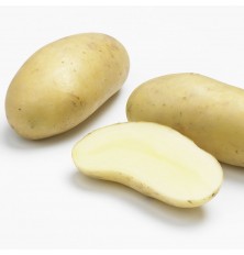 Pomme de Terre Charlotte