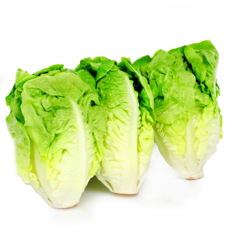 Salade Coeur De Sucrine Salade Coeur De Sucrine