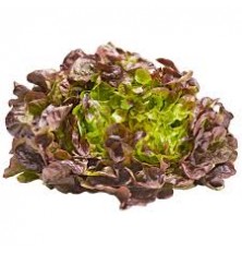 Salade Feuille De Chene