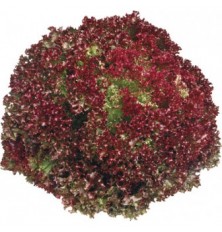 Salade Lollo Rossa