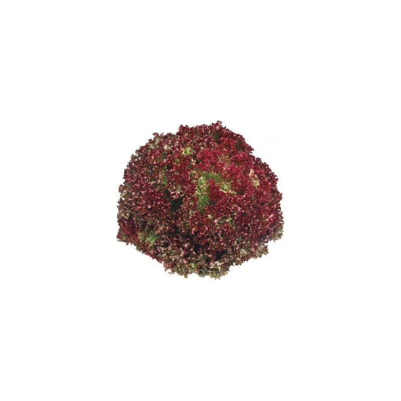 Salade Lollo Rossa Salade Lollo Rossa