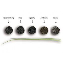 caviar oscietre prestige