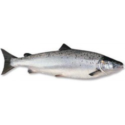 Saumon entier Elevage Norvegien