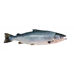 Saumon entier Ecosse label rouge