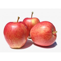Pomme Rouge royal Gala 1kg