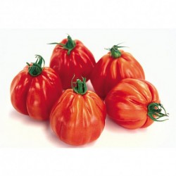 Tomate Grosse