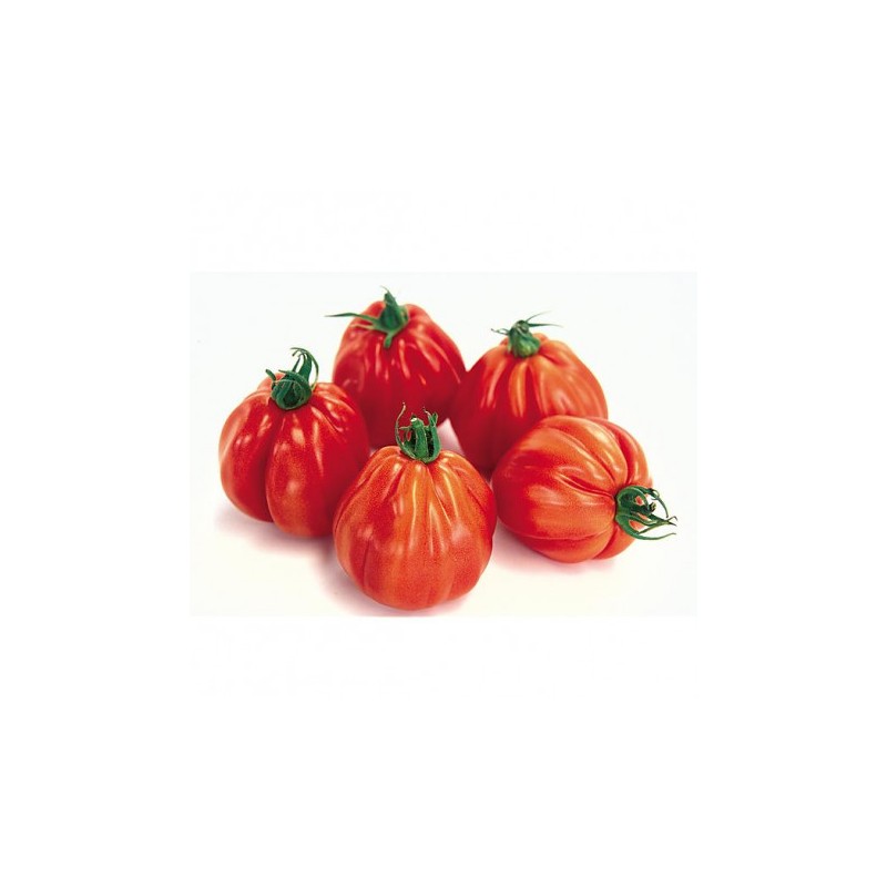 Tomate Grosse Tomate Grosse