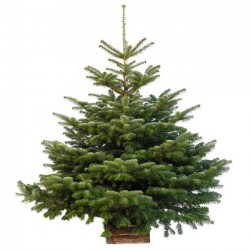 sapin de noël Nordman...