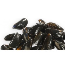 Moule Elevage Hollande